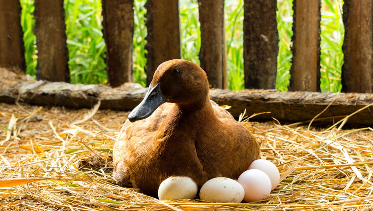 How Many Eggs Does A Duck Lay In A Day
