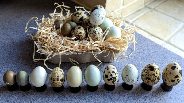 How Many Eggs Do Quail Lay Per Day