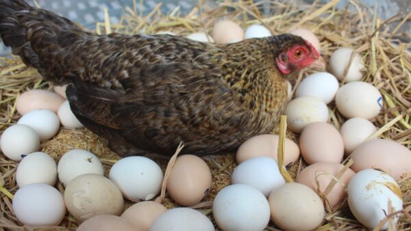 How Many Eggs Can One Chicken Lay In A Day