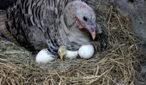 How Many Eggs Can A Turkey Lay In A Day