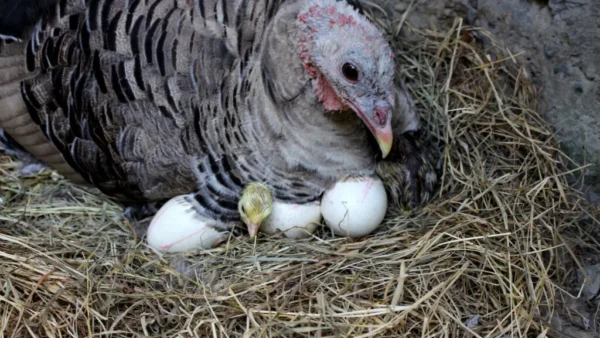 How Many Eggs Can A Turkey Lay In A Day